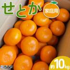 せとか 10kg