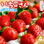 いちごさん 4Pセット H108101