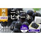 XX-3 シャインマスカット 1房480g以上 約2kg