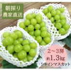 ふるさと納税 東広島市 【2026年発送分先行受付】シャインマスカット　2〜3房(約1.3kg)】【配送時期:9月上旬】