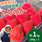 ショッピングふるさと納税 いちご ふるさと納税 小松島市 いちご さちのか 約1kg 約200g×5パック 朝摘み発送 小松島 【2026年1月より順次発送】