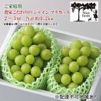 ショッピングふるさと納税 シャインマスカット ふるさと納税 瀬戸内市 【平均糖度20度】 ご家庭用 シャイン マスカット 2〜3房 岡山県産 [No.5735-1948]