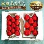 本格あまおう 300g×2パック