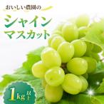 ショッピングふるさと納税 シャインマスカット ふるさと納税 東御市 シャインマスカット1kg以上(2〜3房)|御牧原おいしい農園　※2026年10月上旬〜発送予定