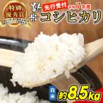 東 令和7年産 新米 コシヒカリ 白米 約8.5kg