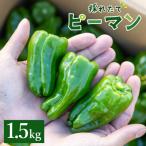 ピーマン 1.5kg