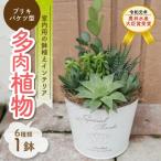 多肉植物6種 ブリキバケツ型室内用の鉢植えインテリア