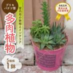 多肉植物5種 H195-003