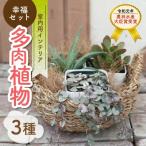 多肉植物3種幸福セット H195-004
