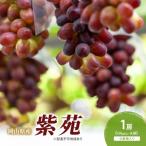 紫苑 1房 700g以上