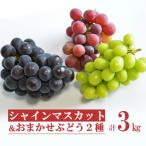 ふるさと納税 長井市 【2026年発送】安部ぶどう園のシャインマスカットとおまかせぶどう2種詰合せ約3kg_H220
