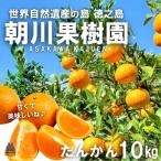 ~世界自然遺産の島から~朝川果樹園さんのたんかん 10kg