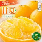 甘夏 5kg