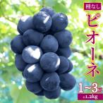 <2026年8月上旬以降にお届け>事前受付中