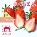 小野いちご園 いちご1箱 4パック