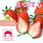 小野いちご園 いちご3箱 12パック