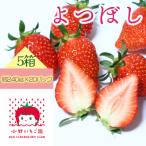 小野いちご園 いちご5箱 20パック