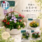 a10-1174 季節のおまかせ寄せ植えバスケット