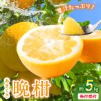 S149-003_あまくさ晩柑 約5kg