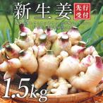 新生姜 1.5kg前後