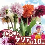 新鮮 綺麗 秋田のダリア〈10本〉 90P7806