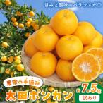 〈先行受付〉訳あり 農家の手摘み 太田 ポンカン約7.5kg_S0…