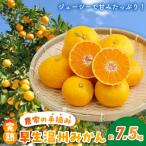 〈先行受付〉農家の手摘み 完熟早生温州みかん