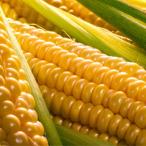 とうもろこし 黄色 10本