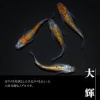 メダカ 大輝 4匹セット