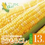 壮瞥産とうもろこし スイートコーン 13本