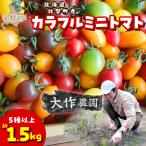 カラフルミニトマト約1.5kg 5種以上