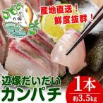 カンパチ 鮮魚 約3.5kg