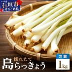 採れたて島らっきょう 農薬 化学肥料不使用 1kg