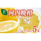 訳あり 河内晩柑 2L
