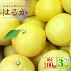 爽やかに甘い 糸島産 はるか お試し用 約3kg