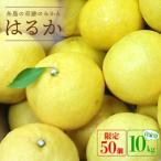 爽やかに甘い 糸島産 はるか 自家用 約10kg