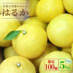 爽やかに甘い 糸島産 はるか ジャンボサイズ 約5kg