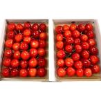 ふるさと納税 上山市 さくらんぼ(佐藤錦)350g×2パック 手詰め 0049-2504