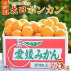 太田ポンカン 約5kg
