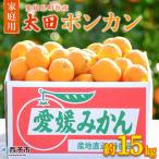 明浜産 太田ポンカン 約15kg