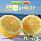 天晴レモン ご 約1.5kg