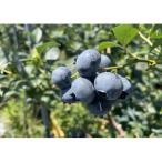 fu.... налог . изображение город ограниченное количество крупный голубика (1kg) пестициды не использование иметь машина культивирование [.. san. голубика .]_HA1355