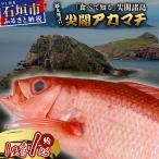 高級ブランド魚 尖閣赤マチ 1尾