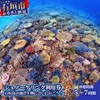 シュノーケリング利用券 石垣島のマンタ