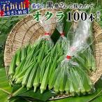 希少 黒島さんの採れたてオクラ100本セット