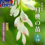 月桃の苗 大1株 特別栽培 栽培期間中農薬不使用