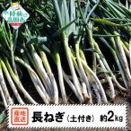 fu.... налог суша передний takada город [ предшествующий прием ] длина лук порей земля имеется примерно 2kg овощи белый лук порей корень глубокий лук порей Farm Koganeyama