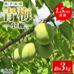 うめ ウメ