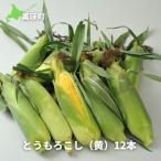 とうもろこし 黄色 12本