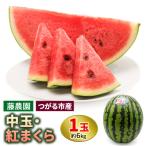 fu.... налог ... город арбуз ( средний шар )....1 шар [0962]